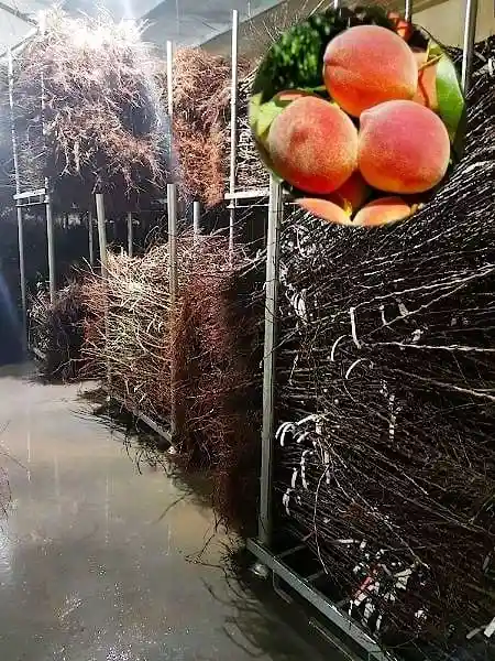 Komplekti